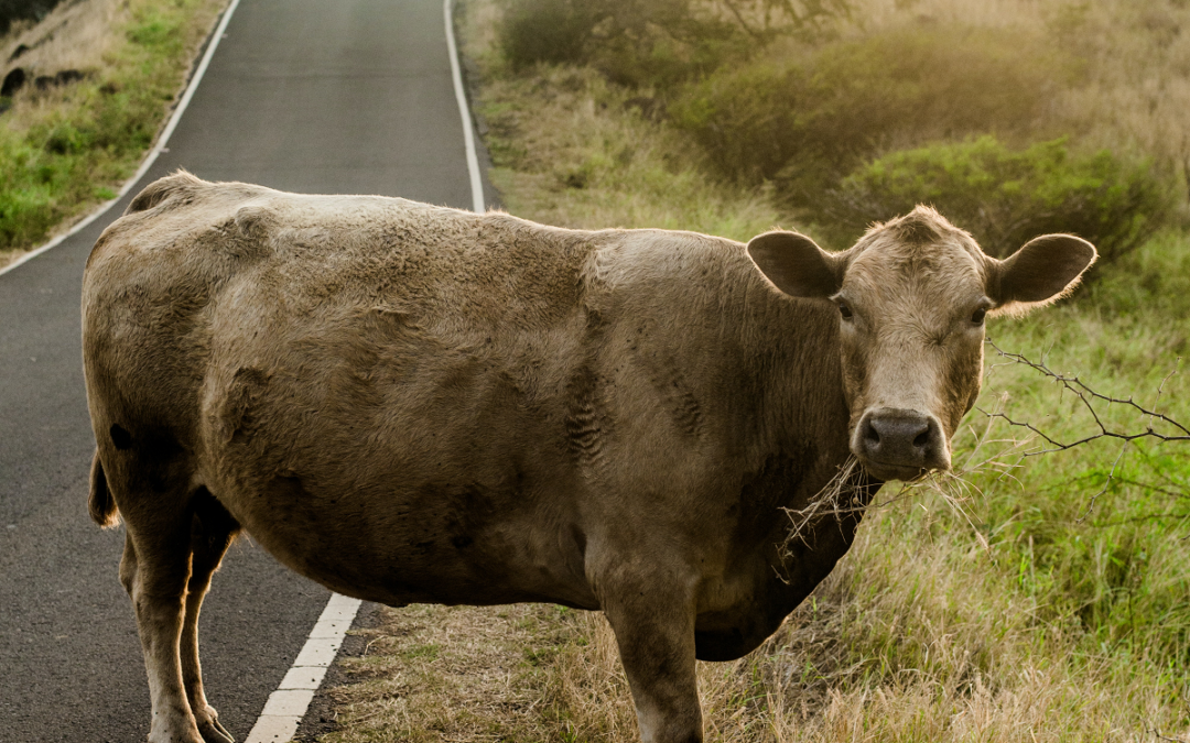 Iowa Supreme Court: It is not enough to say that a cow does not belong on a highway